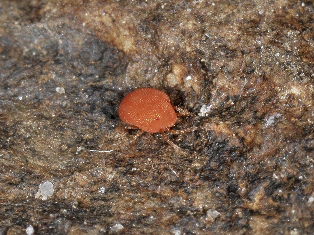 Calyptostomatidae?